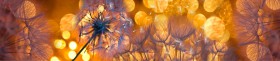 Кухонный фартук Мерцание Одуванчики золотистые 3 серебро в Новоалтайске - novoaltajsk.katalogmebeli.com | фото 1