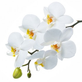 Стол обеденный Танго белый/Орхидея в Новоалтайске - novoaltajsk.katalogmebeli.com | фото 3